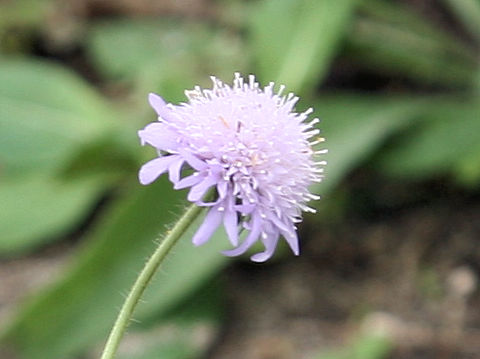 Knautia arvensis