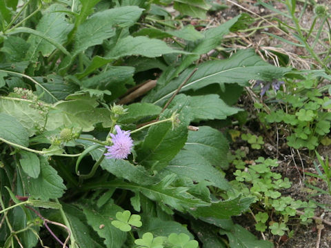 Knautia arvensis