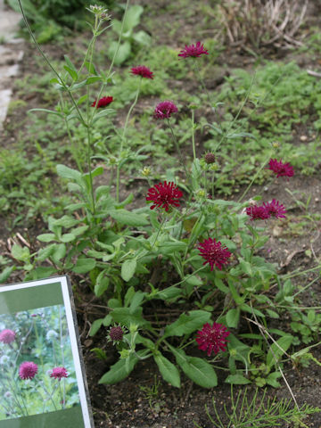 Knautia macedonica