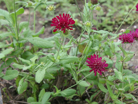 Knautia macedonica