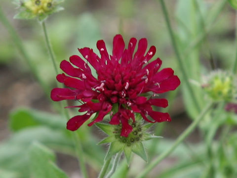 Knautia macedonica