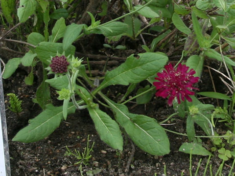 Knautia macedonica