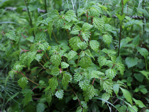 Boehmeria spicata