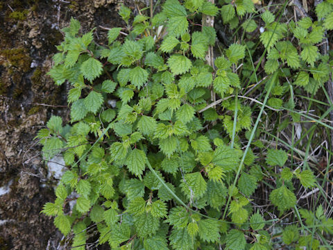 Boehmeria spicata