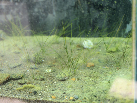 Zostera japonica