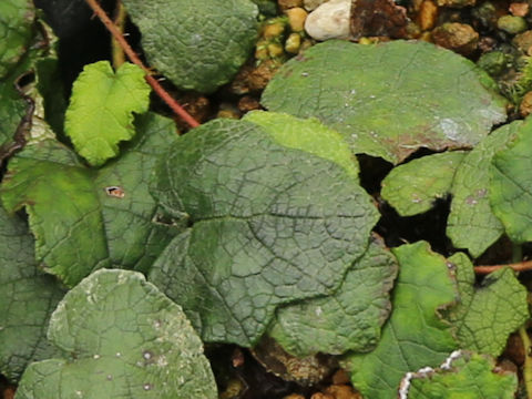 Rubus amamianus var. minor