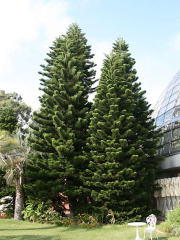 Araucaria heterophylla