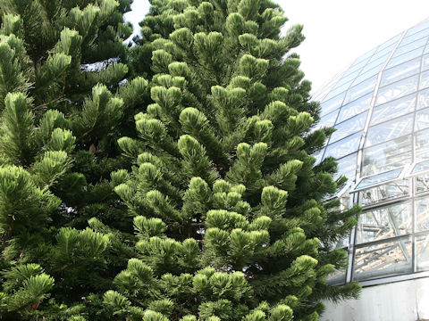 Araucaria heterophylla