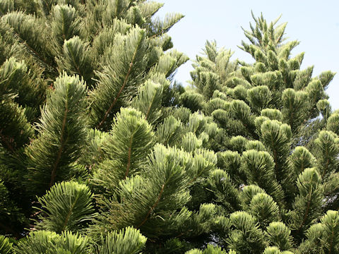 Araucaria heterophylla