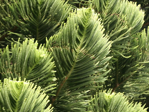 Araucaria heterophylla
