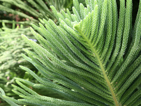 Araucaria heterophylla