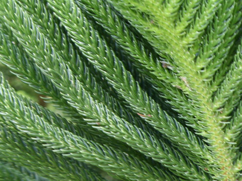 Araucaria heterophylla