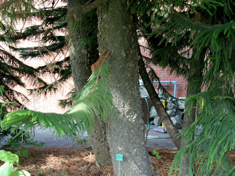 Araucaria heterophylla
