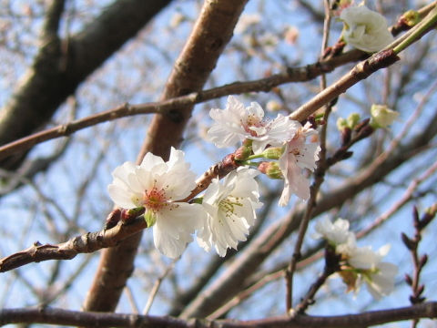 Prunus x Kobuku-zakura