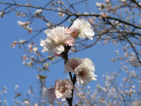 Prunus x Kobuku-zakura