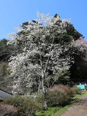 Magnolia kobus