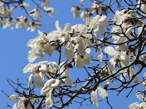 Magnolia kobus