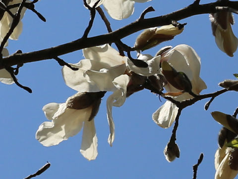 Magnolia kobus