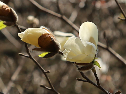 Magnolia kobus