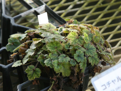 Mitella pauciflora