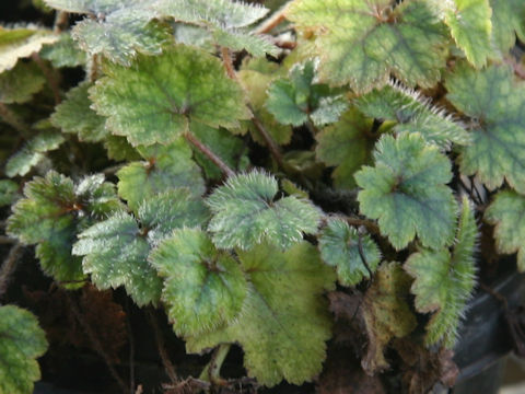 Mitella pauciflora