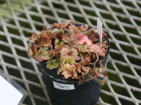 Mitella pauciflora