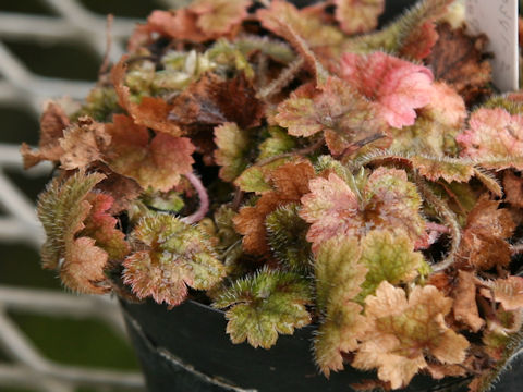 Mitella pauciflora