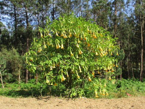 Brugmansia x candida