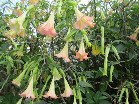 Brugmansia x candida