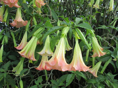 Brugmansia x candida