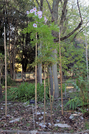 Dahlia imperialis