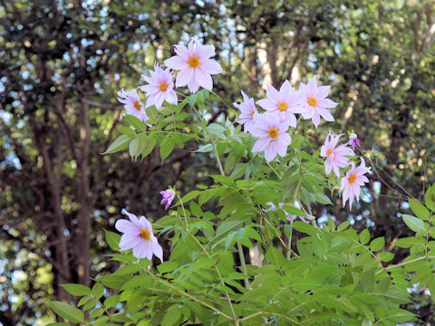 Dahlia imperialis