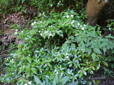 Hydrangea luteo-venosa