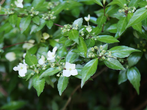 Hydrangea luteo-venosa