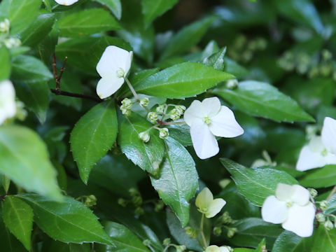 Hydrangea luteo-venosa