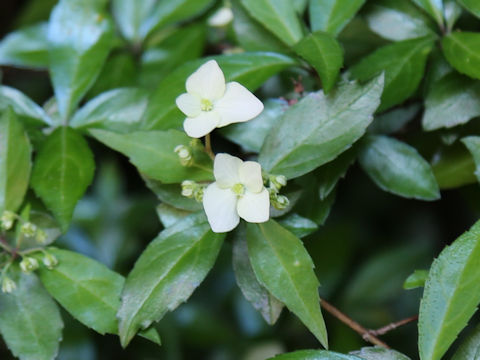 Hydrangea luteo-venosa