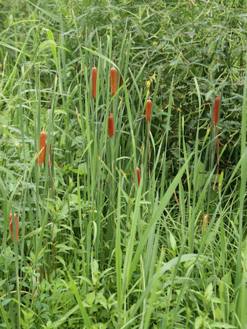 Typha orientalis