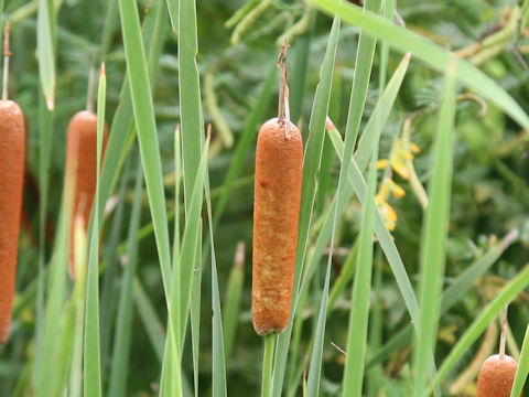 Typha orientalis