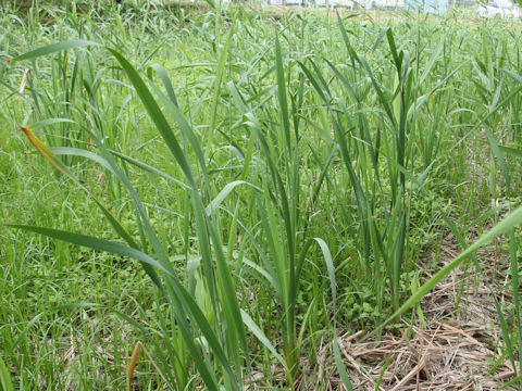 Typha orientalis