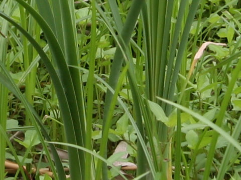 Typha orientalis