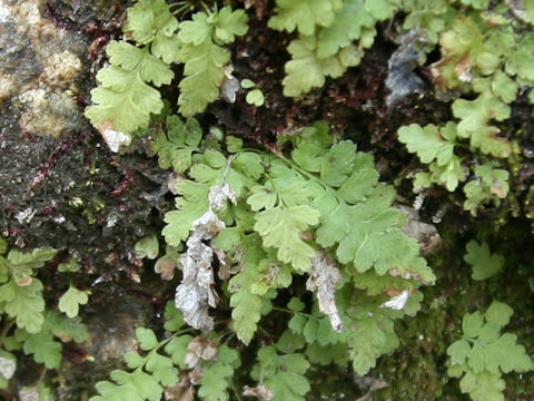 Woodsia macrochlaena