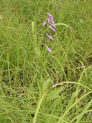 Hosta albo-marginata