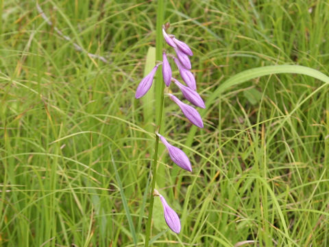 Hosta albo-marginata