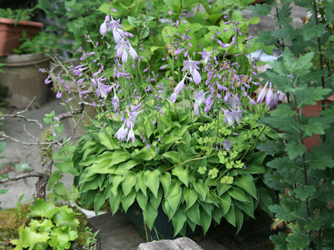 Hosta albo-marginata