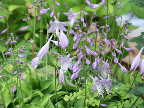 Hosta albo-marginata