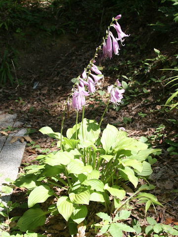 Hosta albo-marginata