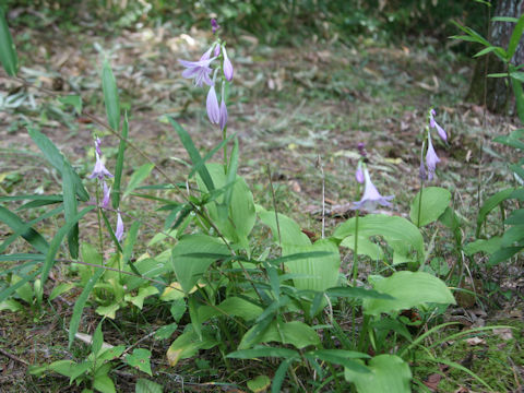 Hosta albo-marginata