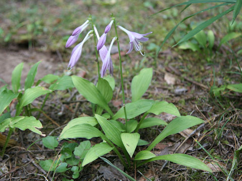 Hosta albo-marginata