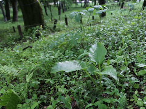Hosta albo-marginata