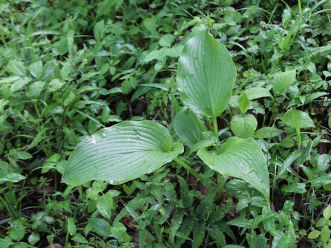 Hosta albo-marginata